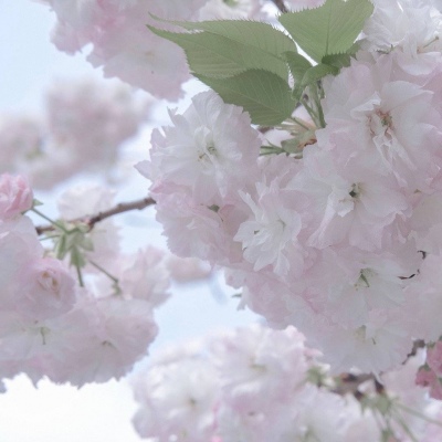 雁山福瑞交流群